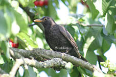 Amselweibchen, Fotograf Herbert Winkler