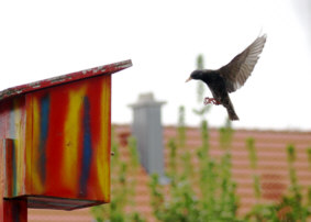 Eleganter Anflug, Fotografie Herbert Winkler