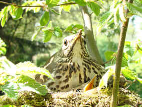 Amsel im Nest