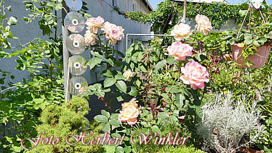 Herbert Winkler Garten mit Rosen