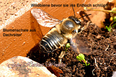 Wildbiene krabbelt in sein Erdloch, Herbert Winkler 