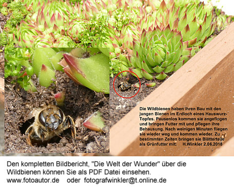 Herbert Winkler zeigt Wildbienen