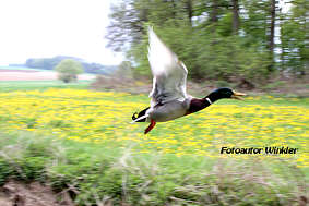 Im Tiefflug, Fotografie Herbert Winkler